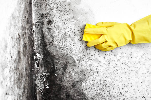 Why You Should Choose Our Mold Remediation Services in Preston, ID